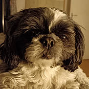 Naya participe au concours pour gagner de l'argent avec cette photo : black_and_white, brown_fur, close_up, cute, dark_eyes, dog, doorway, facial_hair, fluffy, home, indoor, long_hair, nose, pet, portrait, shaggy, sitting, small_dog, warm_lighting, white_fur