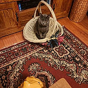 Ash joined the competition — help win amazing prizes! cat, basket, flower, rug, wooden_furniture, television, vintage, living_room, decor, floor, pet, gray_cat, ornate_rug, wicker_basket, indoor, cozy, animal, home, sitting, feline