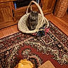 cat, basket, flower, rug, wooden_furniture, television, vintage, living_room, decor, floor, pet, gray_cat, ornate_rug, wicker_basket, indoor, cozy, animal, home, sitting, feline