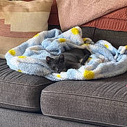 Mushu is registered to the contest to win money with this photo: cat, gray_cat, blanket, polka_dot, couch, pillow, throw_blanket, indoor, cozy, resting, pet, furniture, home, living_room, soft_texture, relaxation, animal, comfort, sleepy, cute