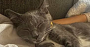 Mushu joined the competition — help win amazing prizes! cat, gray_cat, sleeping, paw, blanket, cozy, relaxation, fur, whiskers, indoor, pet, domestic_animal, cute, resting, animal, soft_texture, warm, comfort, closeup, nap