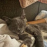 cat, gray_cat, sleeping, paw, blanket, cozy, relaxation, fur, whiskers, indoor, pet, domestic_animal, cute, resting, animal, soft_texture, warm, comfort, closeup, nap