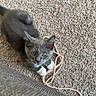 Mushu joined the competition — help win amazing prizes! kitten, cat, gray_cat, white_paws, carpet, cord, indoor, pet, animal, feline, cute, curious, small, young, playful, looking_up, couch, texture, floor, domestic