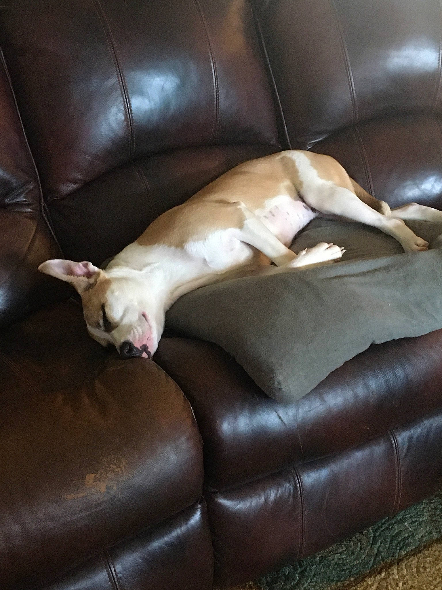 Macy joined the competition — help win amazing prizes! armrest, brown, carnivore, comfort, companion_dog, couch, dog, dog_breed, fawn, flooring, fur, furniture, hardwood, human_leg, liver, living_room, recliner, room, sporting_group, studio_couch