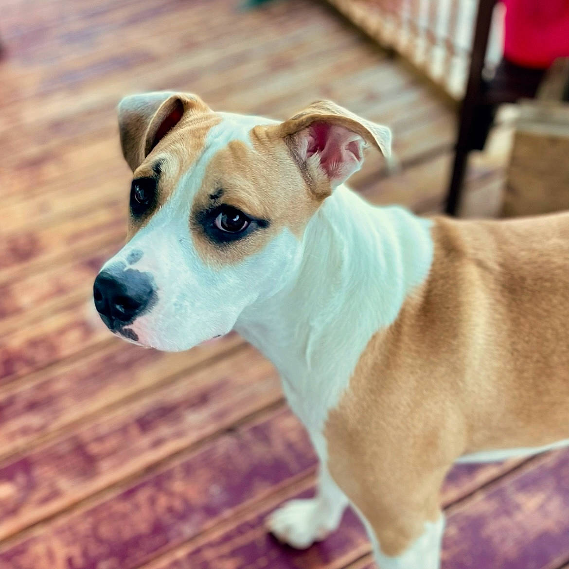 Macy is registered to the contest to win money with this photo: ancient_dog_breeds, canidae, carnivore, collar, companion_dog, dog, dog_breed, dog_collar, dog_supply, fawn, irishjacks, leash, non_sporting_group, pet_supply, puppy, sporting_group, terrier, whiskers, wood, working_animal