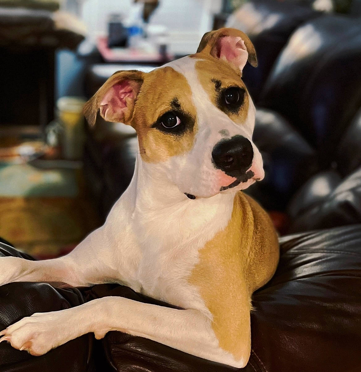 Macy is registered to the contest to win money with this photo: ancient_dog_breeds, canidae, carnivore, collar, companion_dog, dog, dog_breed, dog_collar, fawn, non_sporting_group, rampur_greyhound, sighthound, snout, sporting_group, whiskers, working_animal