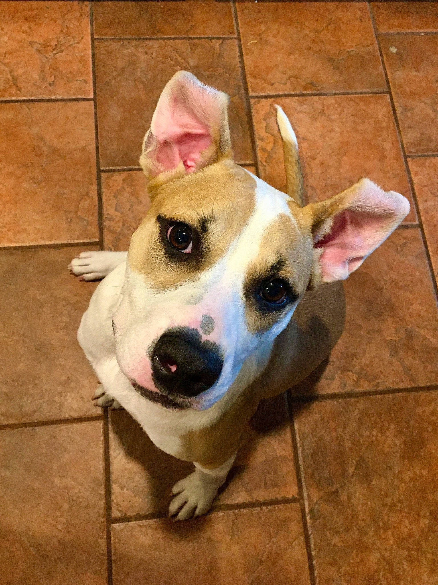 Macy is registered to the contest to win money with this photo: canidae, carnivore, collar, companion_dog, dog, dog_breed, dog_collar, dog_supply, fawn, flooring, fur, pet_supply, snout, sporting_group, street_dog, tail, tile_flooring, whiskers, wood, working_animal