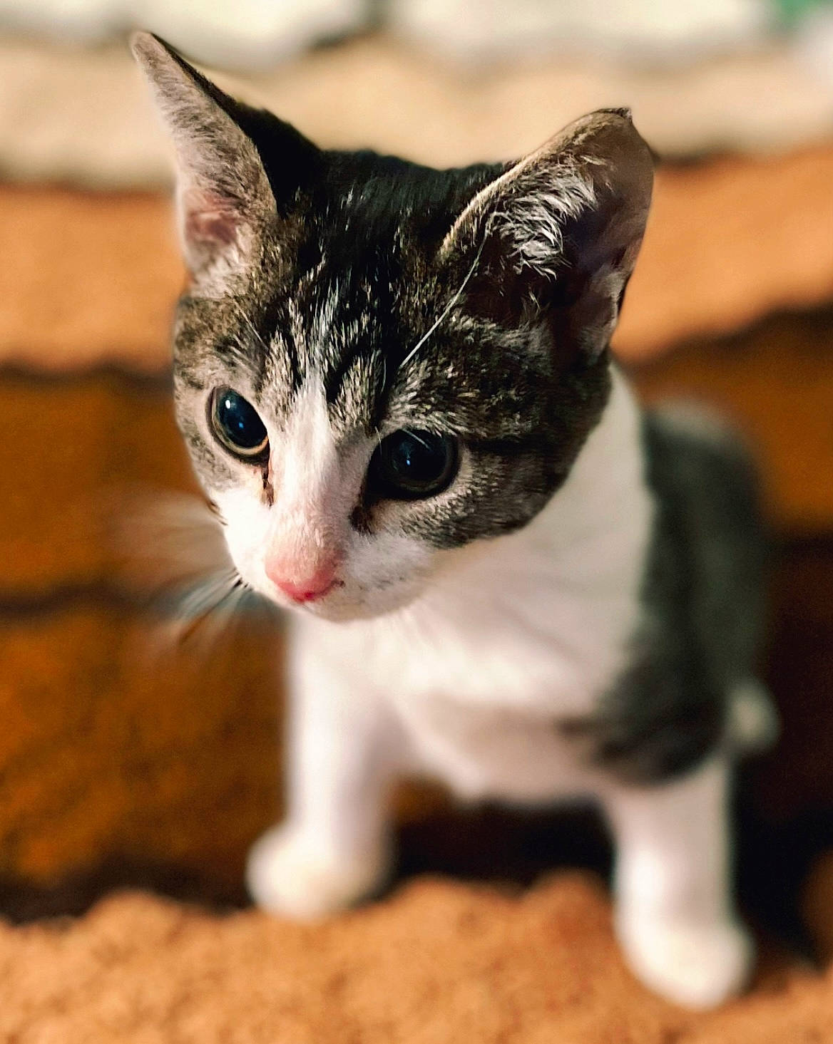 Toshi is registered to the contest to win money with this photo: carnivore, cat, curious, domestic_short_haired_cat, felidae, fur, grass, paw, small_to_medium_sized_cats, snout, tail, terrestrial_animal, whiskers, wildlife