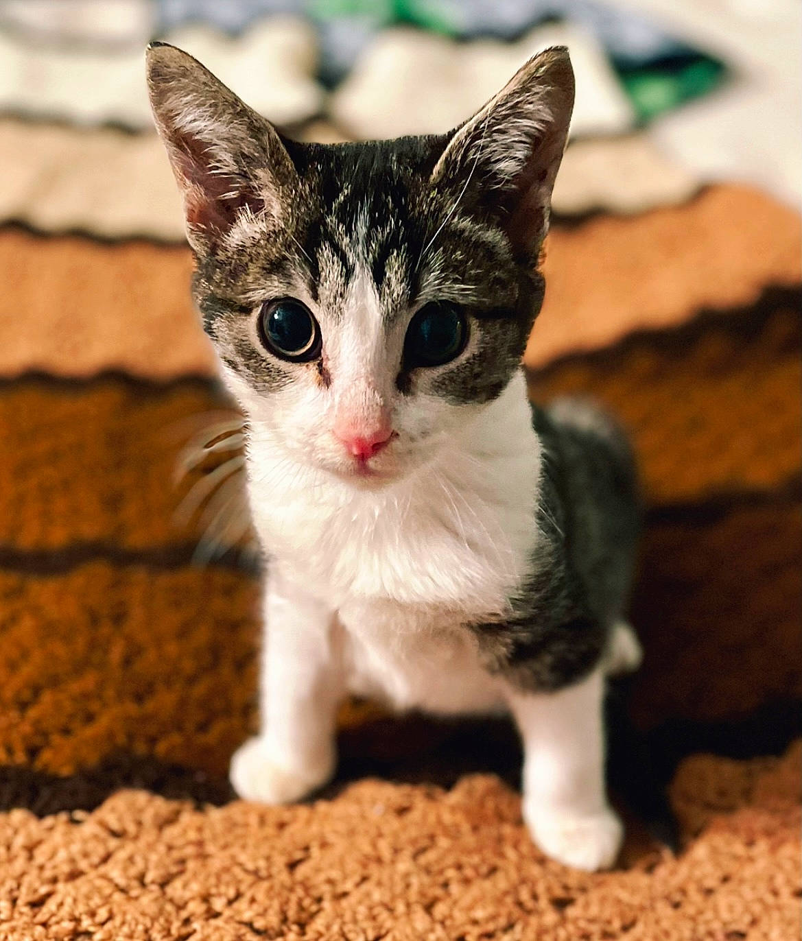 Toshi joined the competition — help win amazing prizes! carnivore, cat, claw, domestic_short_haired_cat, felidae, foot, fur, paw, photo_caption, small_to_medium_sized_cats, snout, tail, terrestrial_animal, whiskers, wildlife