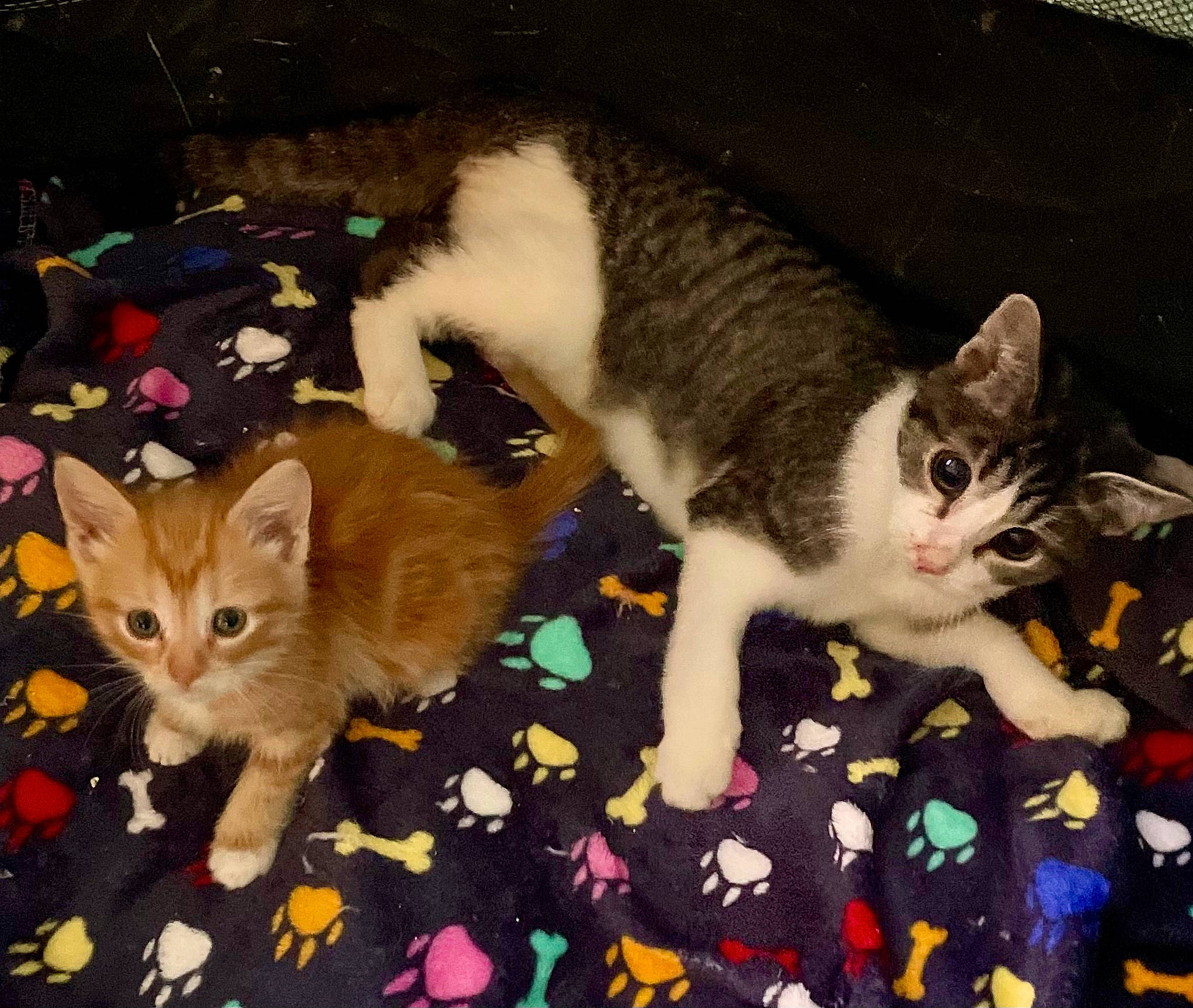 Toshi is registered to the contest to win money with this photo: art, carnivore, cat, claw, domestic_short_haired_cat, fawn, felidae, flooring, fur, grass, lap, paw, photo_caption, plant, small_to_medium_sized_cats, snapshot, snout, tail, tree, whiskers