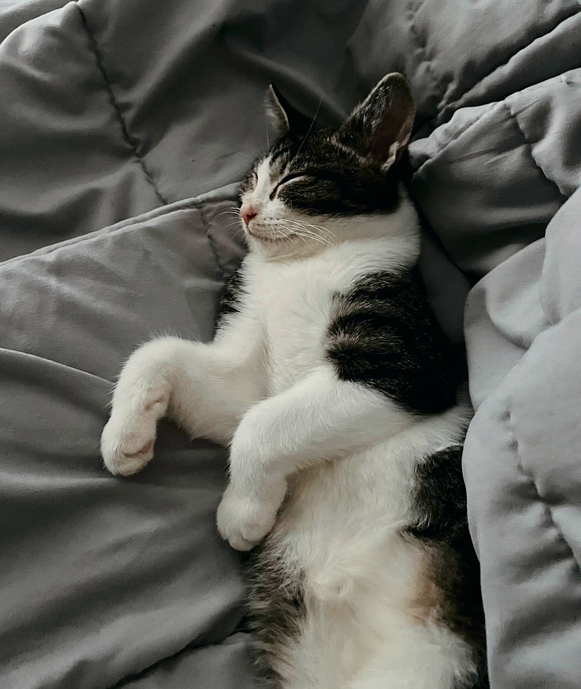 Toshi joined the competition — help win amazing prizes! bedding, carnivore, cat, claw, comfort, domestic_short_haired_cat, felidae, fur, grey, linens, monochrome, monochrome_photography, paw, sitting, sleeve, small_to_medium_sized_cats, snout, tail, whiskers