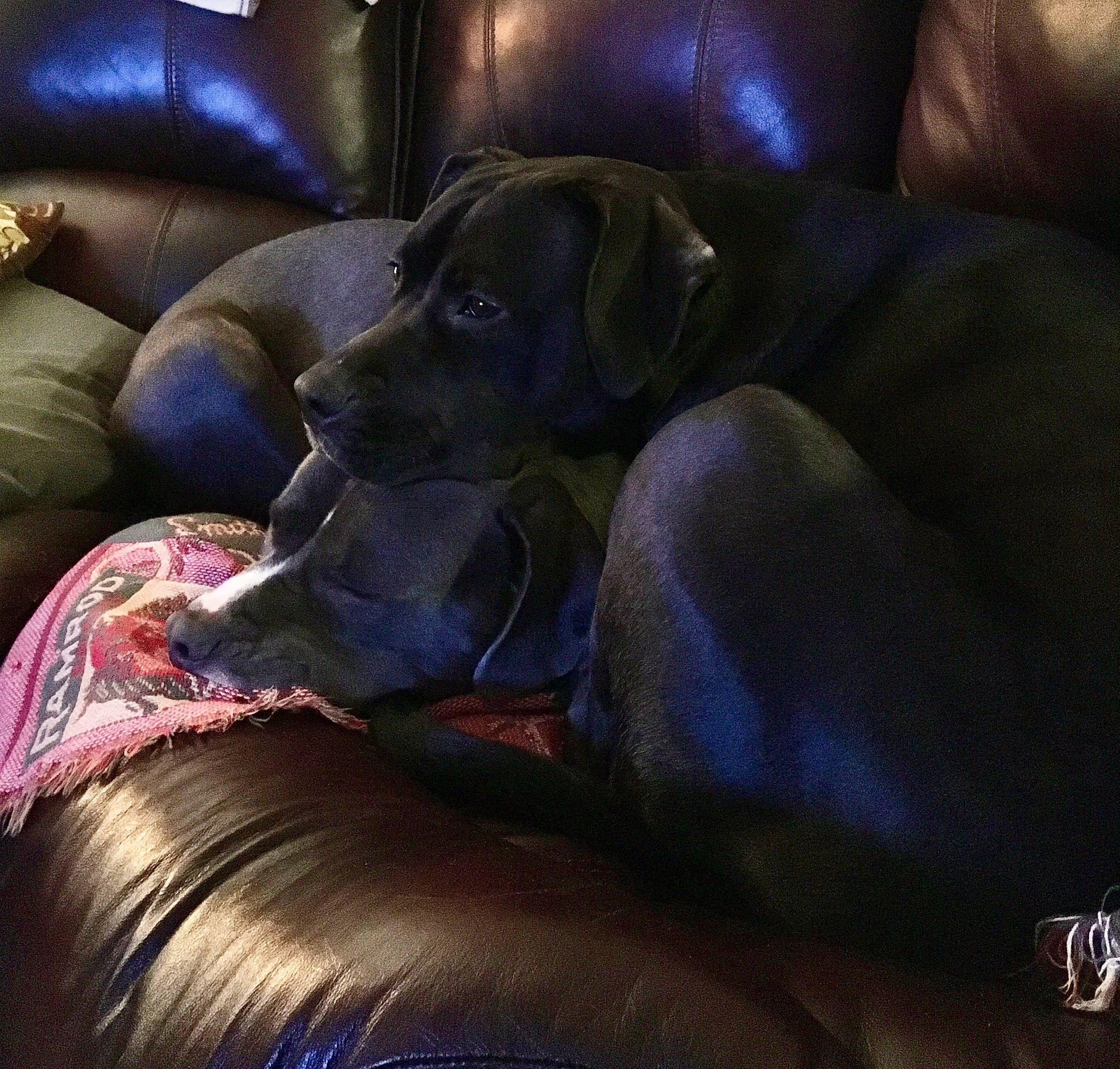 Millie joined the competition — help win amazing prizes! canidae, car_seat_cover, carnivore, cloud, comfort, companion_dog, couch, darkness, dog, dog_breed, electric_blue, fur, guard_dog, living_room, room, sofa_bed, sporting_group, studio_couch, tints_and_shades, working_animal