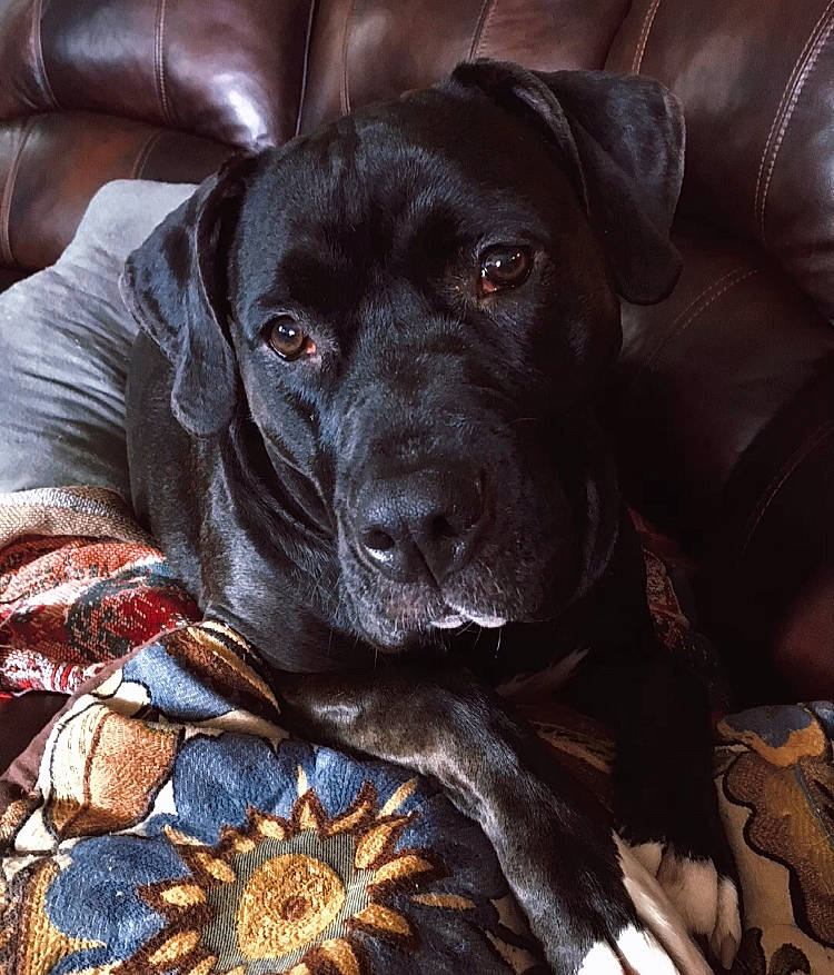 Millie is registered to the contest to win money with this photo: borador, canidae, carnivore, collar, comfort, companion_dog, dog, dog_breed, dog_collar, electric_blue, fur, gun_dog, liver, non_sporting_group, pet_supply, retriever, sporting_group, whiskers, working_animal