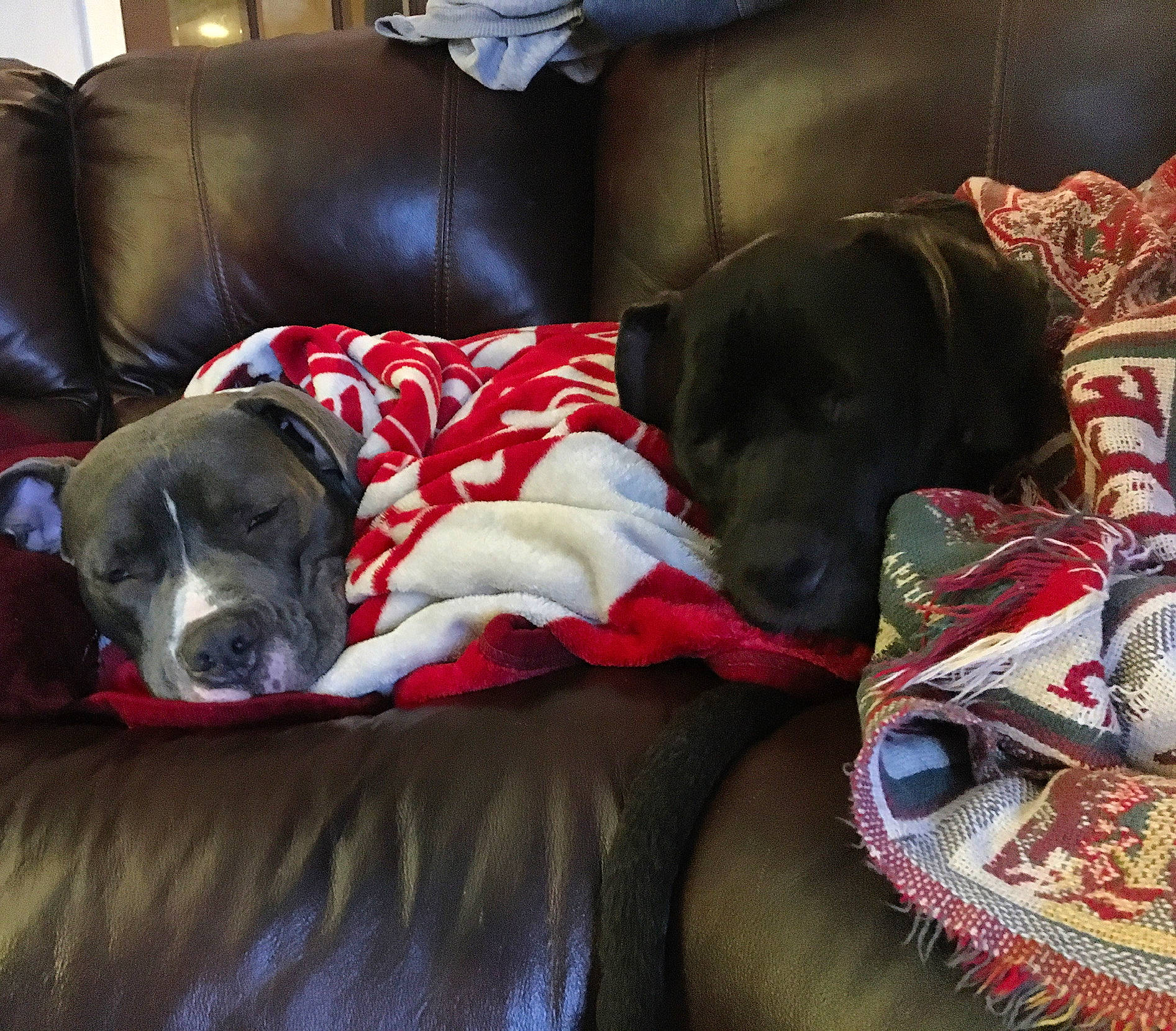 Max joined the competition — help win amazing prizes! canidae, carmine, carnivore, comfort, companion_dog, couch, dog, dog_breed, dog_supply, flooring, fur, guard_dog, lamp, linens, living_room, pet_supply, room, snout, sporting_group, working_animal