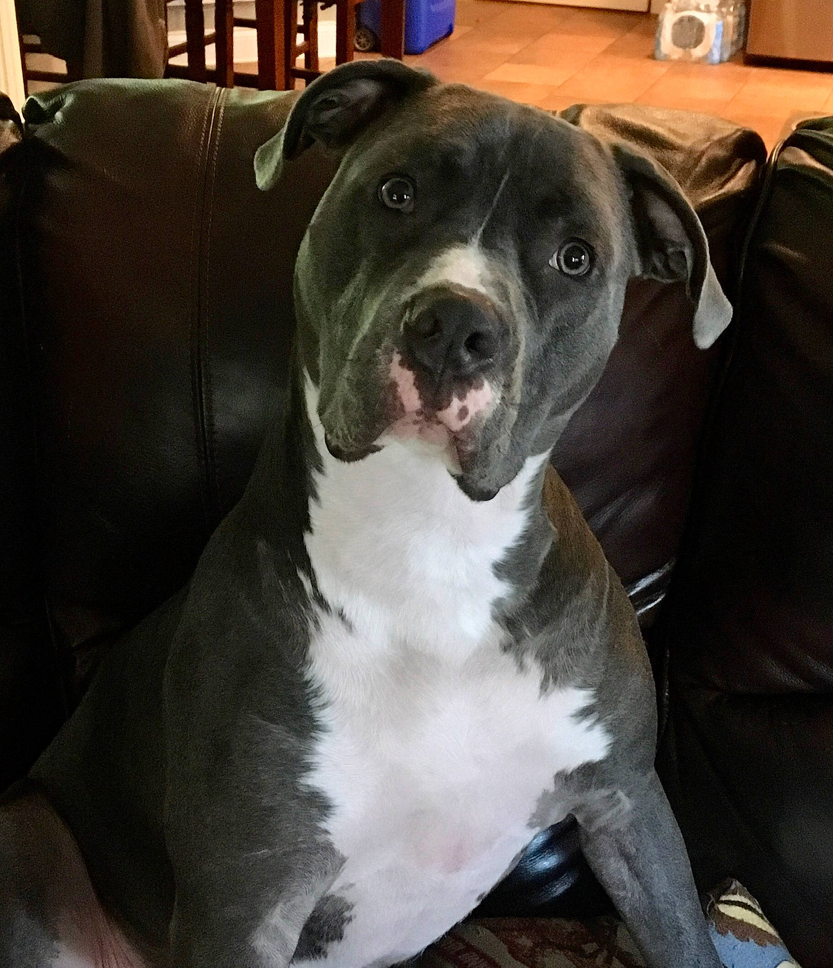 Max is registered to the contest to win money with this photo: canidae, carnivore, collar, comfort, companion_dog, couch, dog, dog_breed, dog_collar, fawn, fur, metal, molosser, non_sporting_group, snout, sporting_group, whiskers, window, working_animal, working_dog