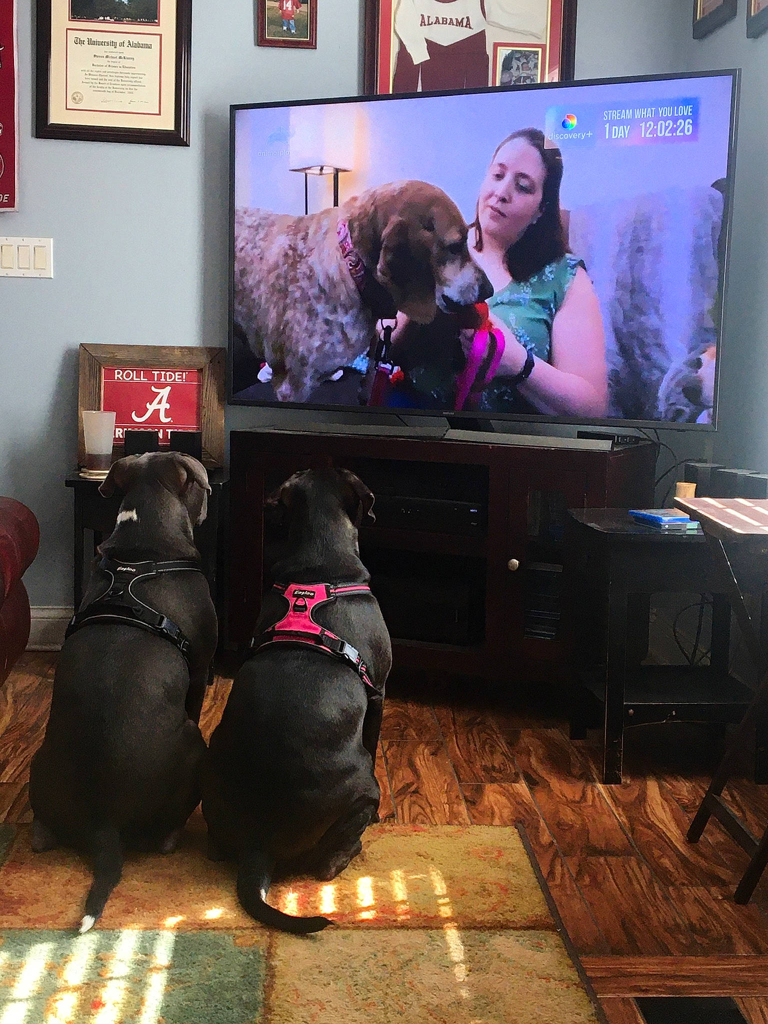 Max joined the competition — help win amazing prizes! audio_equipment, carnivore, comfort, companion_dog, display_device, dog, dog_breed, event, flat_panel_display, flooring, gadget, hardwood, led_backlit_lcd_display, living_room, multimedia, picture_frame, sporting_group, table, television, television_set