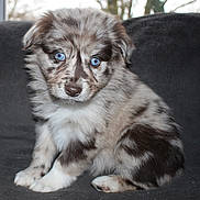 Ataguiz a rejoint le concours — aidez-le/la à gagner de superbes lots ! puppy, dog, merle, blue_eyes, fur, sitting, portrait, close_up, indoor, couch, pet, cute, young, paw, nose, whiskers, animal, companion, looking_at_camera, adorable