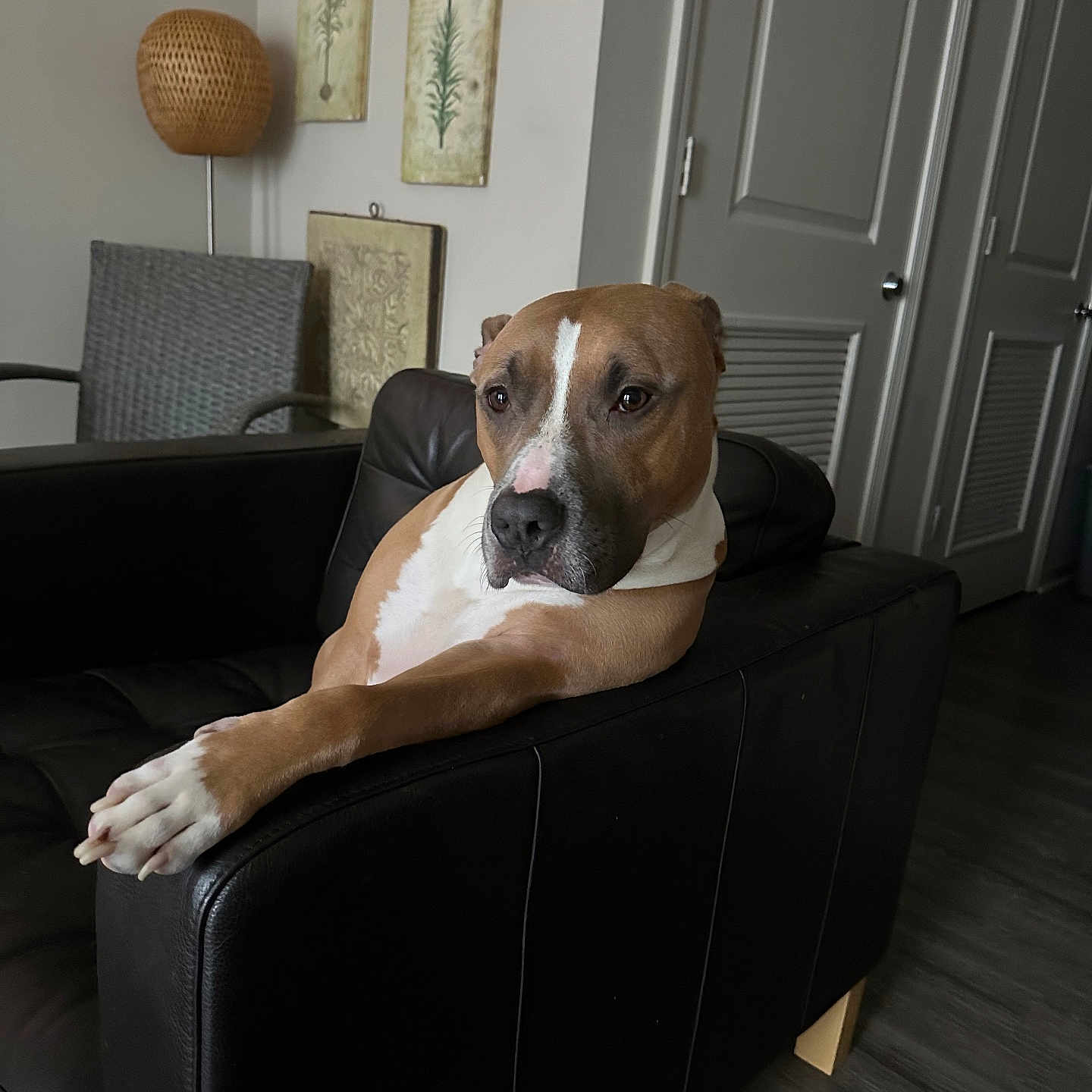 Chase is registered to the contest to win money with this photo: animal, architecture, armchair, boxer, building, bulldog, canine, chair, couch, cushion, dog, furniture, homedecor, hound, indoors, interiordesign, livingroom, pet, puppy, room