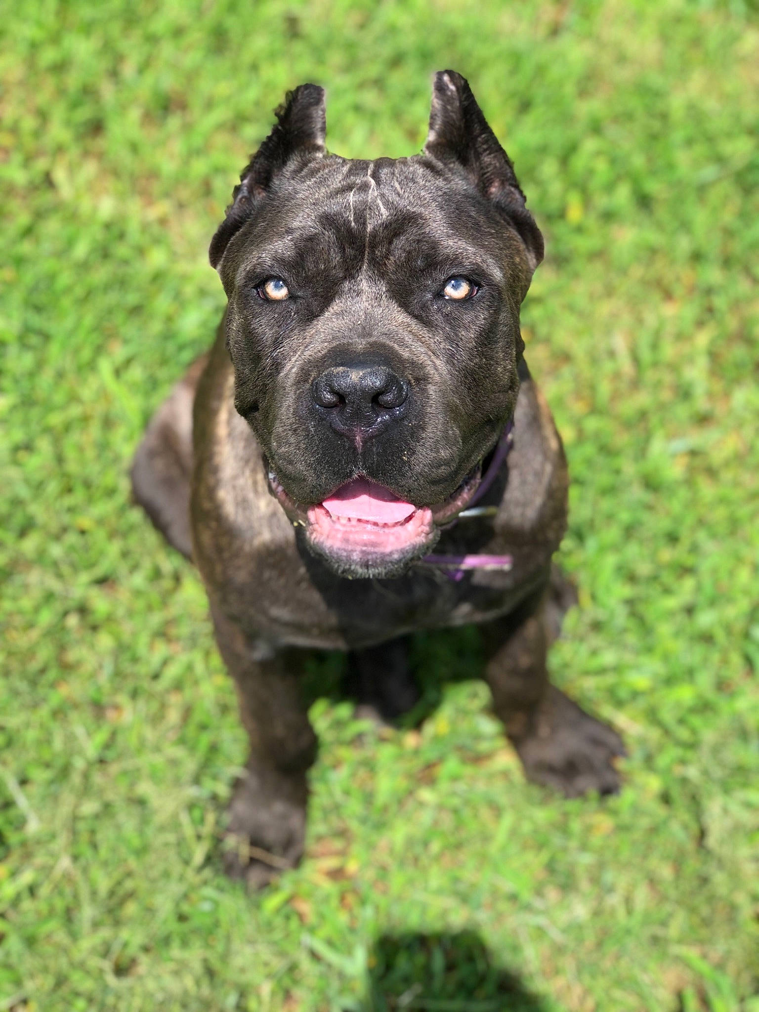 Kiwi is registered to the contest to win money with this photo: alaunt, american_pit_bull_terrier, american_staffordshire_terrier, ancient_dog_breeds, bandog, cane_corso, canidae, carnivore, dog, dog_breed, fawn, grass, mammal, molosser, non_sporting_group, perro_de_presa_canario, pit_bull, rare_breed_dog, snout, vertebrate
