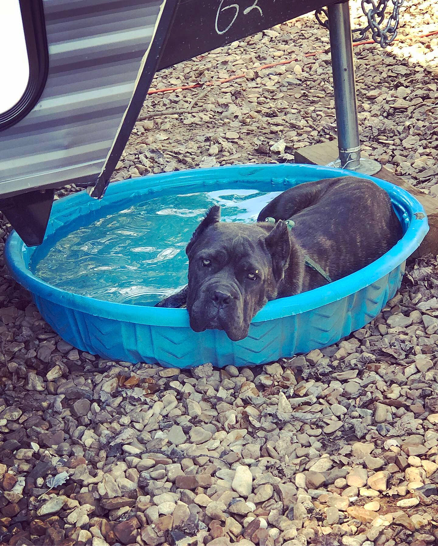 Kiwi joined the competition — help win amazing prizes! canidae, carnivore, companion_dog, dog, dog_breed, fawn, french_bulldog, non_sporting_group, puppy, vehicle