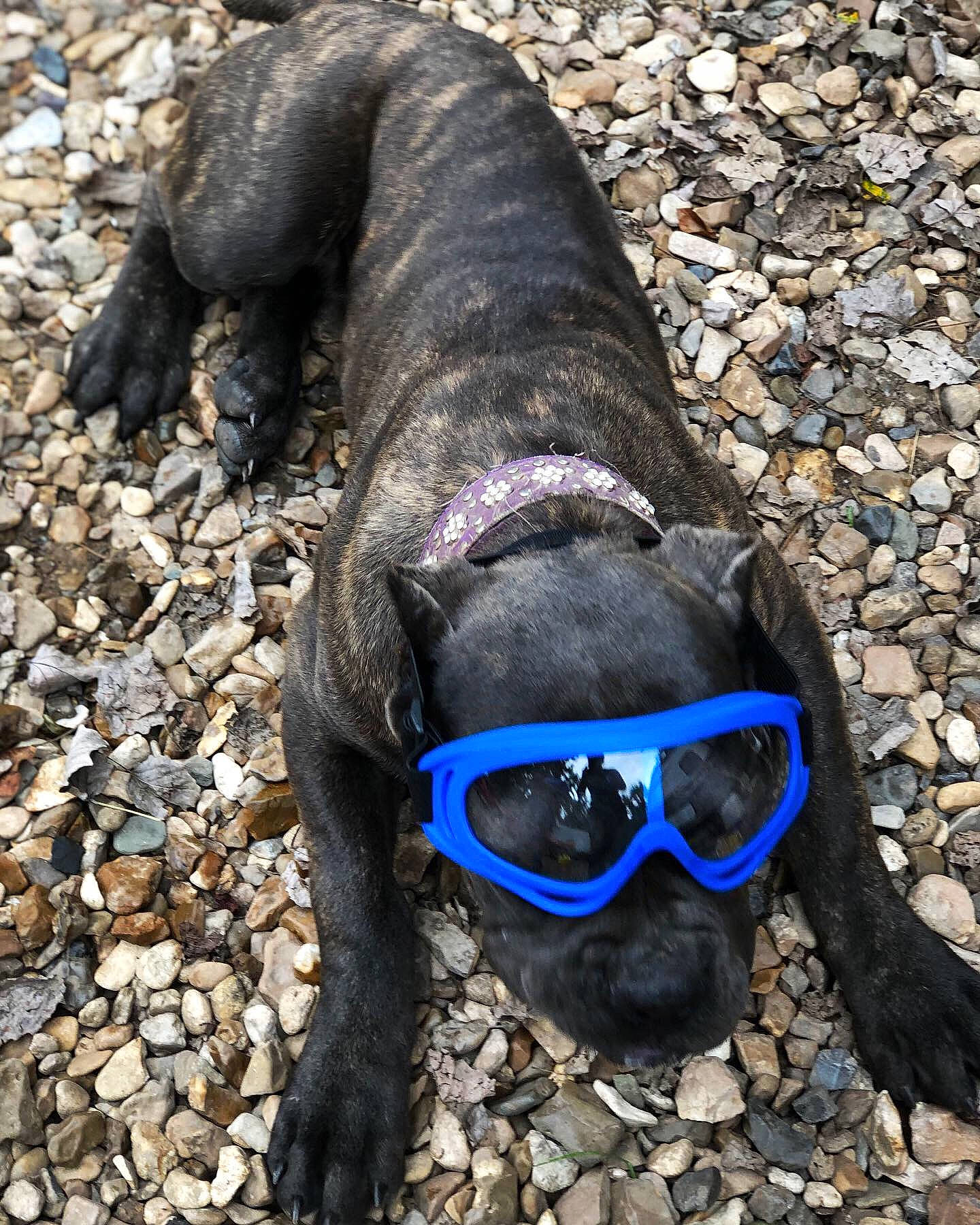 Kiwi is registered to the contest to win money with this photo: canidae, dog, dog_breed, eyewear, glasses, non_sporting_group, snout, sporting_group, sunglasses, vision_care