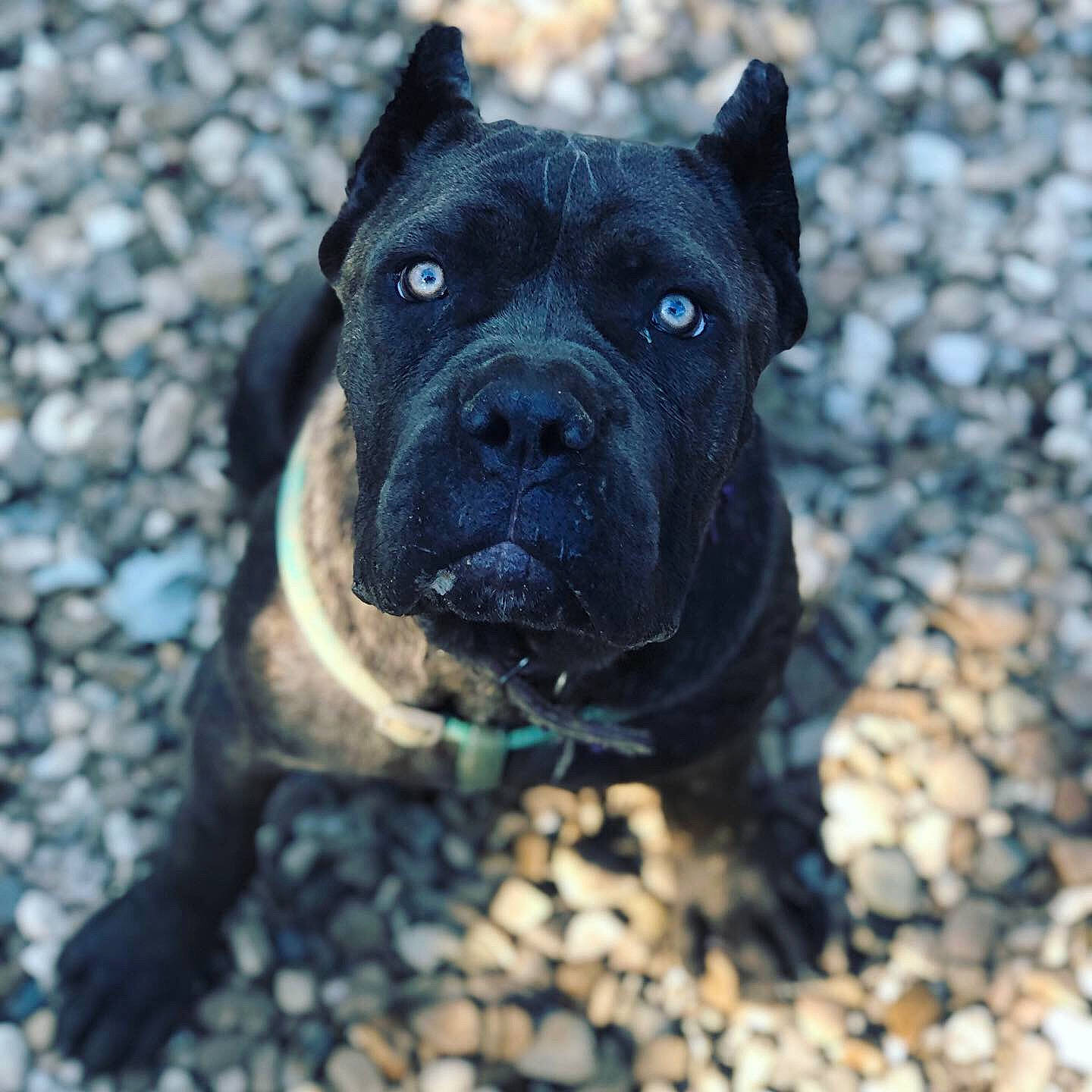 Kiwi joined the competition — help win amazing prizes! alano_espanol, alaunt, american_pit_bull_terrier, american_staffordshire_terrier, ancient_dog_breeds, bandog, cane_corso, canidae, carnivore, dog, dog_breed, fawn, guard_dog, mammal, molosser, non_sporting_group, perro_de_presa_canario, snout, sporting_group, vertebrate