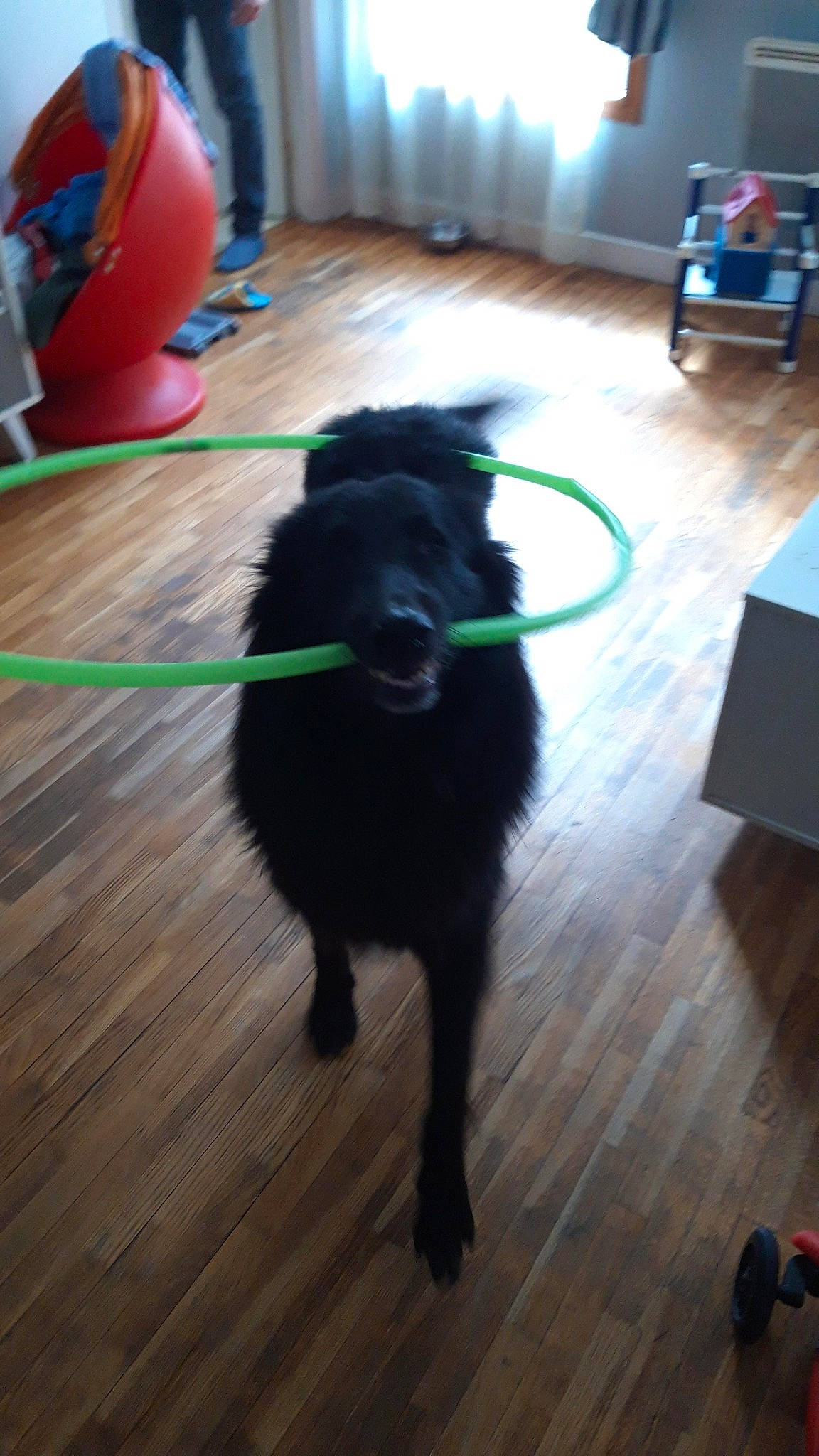 Hades a rejoint le concours — aidez-le/la à gagner de superbes lots ! canidae, carnivore, collar, companion_dog, dog, dog_breed, door_mat, event, floor, flooring, fur, hardwood, laminate_flooring, plank, snout, tail, varnish, wood, wood_flooring, wood_stain