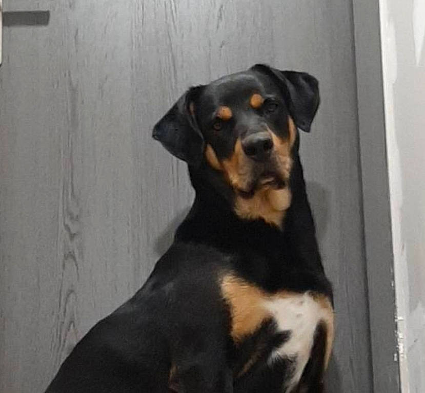 Drogo participe au concours pour gagner de l'argent avec cette photo : black, canidae, carnivore, companion_dog, dog, dog_breed, hound, huntaway, mammal, neck, snout, sporting_group, tail, vertebrate, whiskers, working_animal, working_dog