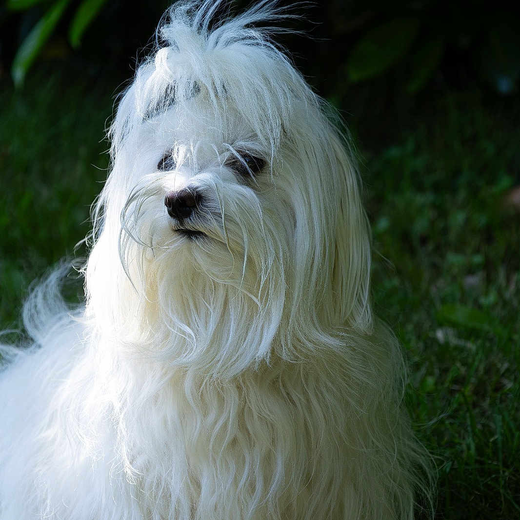 Lyfée participe au concours pour gagner de l'argent avec cette photo : dog, white_dog, long_hair, fluffy, pet, outdoor, grass, nature, portrait, animal, canine, fur, sitting, greenery, leafy_background, daylight, cute, small_dog, focused, calm