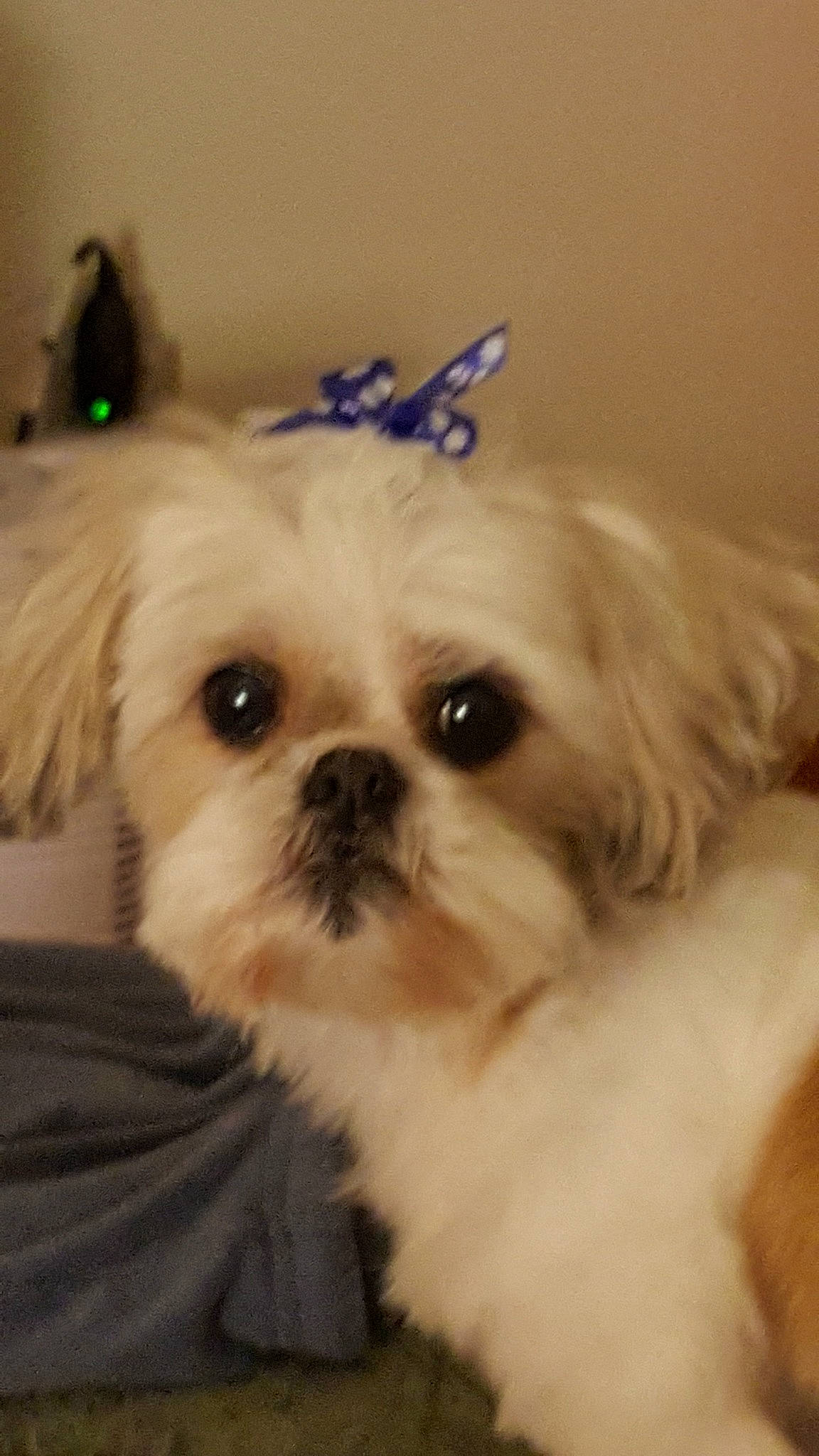 Millie joined the competition — help win amazing prizes! canidae, carnivore, chinese_imperial_dog, companion_dog, dog, dog_breed, eye, fur, lhasa_apso, maltepoo, maltese, mammal, morkie, pekapoo, puppy, rare_breed_dog, shih_tzu, snout, toy_dog, vertebrate