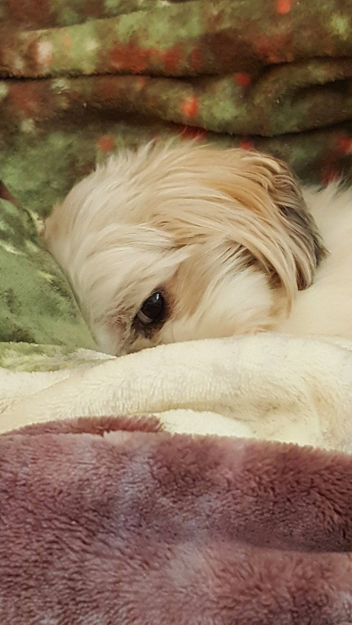 Millie joined the competition — help win amazing prizes! canidae, carnivore, chinese_imperial_dog, companion_dog, coton_de_tulear, dog, dog_breed, havanese, lhasa_apso, maltese, mammal, morkie, non_sporting_group, puppy, rare_breed_dog, schnoodle, shih_tzu, snout, tibetan_terrier, toy_dog