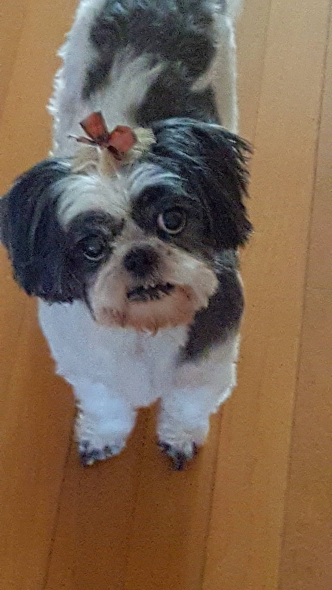 Mia joined the competition — help win amazing prizes! canidae, carnivore, chinese_imperial_dog, companion_dog, dog, dog_breed, havanese, kyi_leo, lowchen, mal_shi, maltepoo, mammal, morkie, pekapoo, puppy, rare_breed_dog, shih_tzu, snout, toy_dog, vertebrate