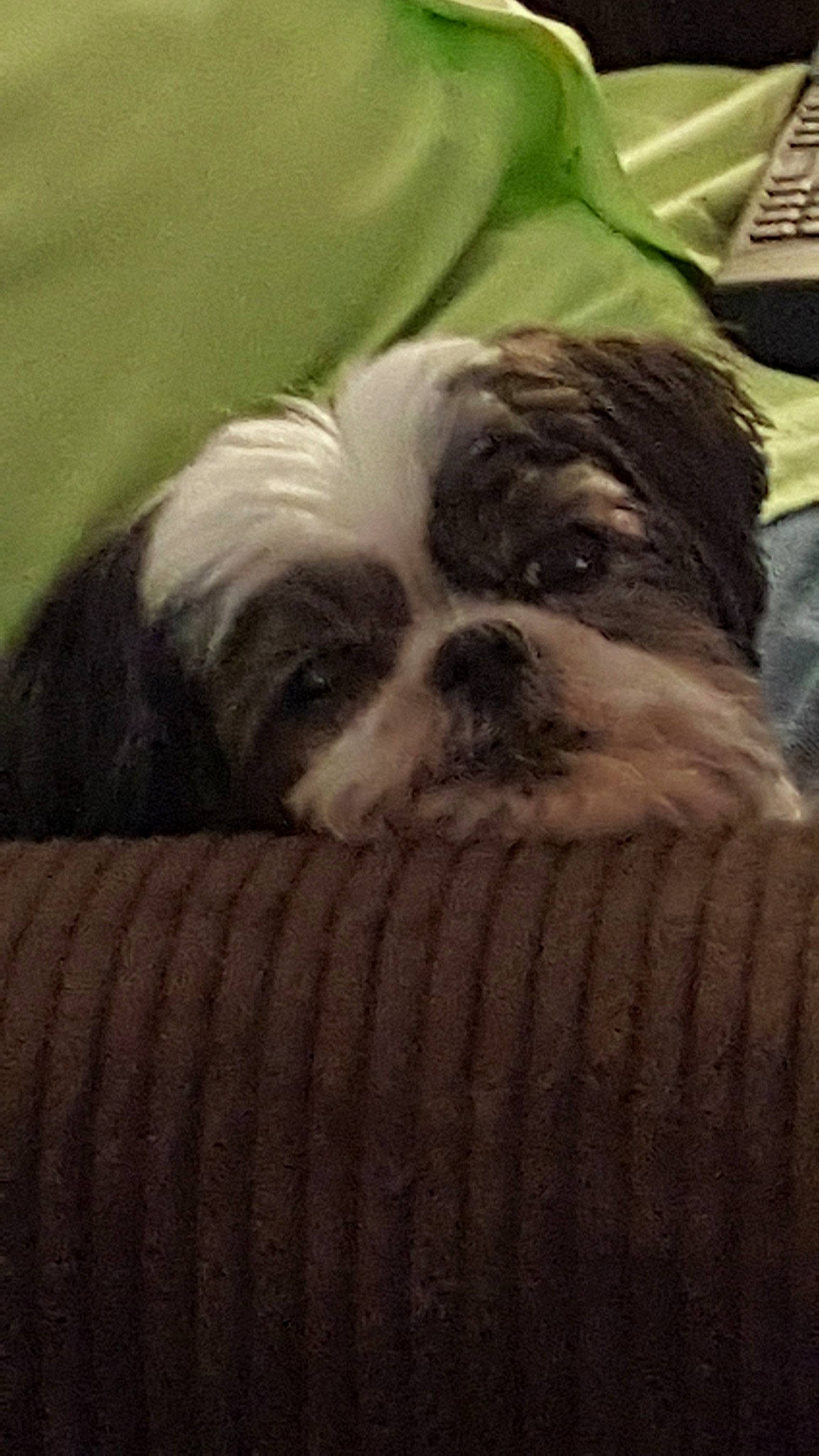 Mia joined the competition — help win amazing prizes! canidae, carnivore, chinese_imperial_dog, companion_dog, dog, dog_breed, japanese_chin, kyi_leo, lhasa_apso, lowchen, mammal, non_sporting_group, puppy, rare_breed_dog, shih_tzu, snout, tibetan_terrier, toy_dog, vertebrate