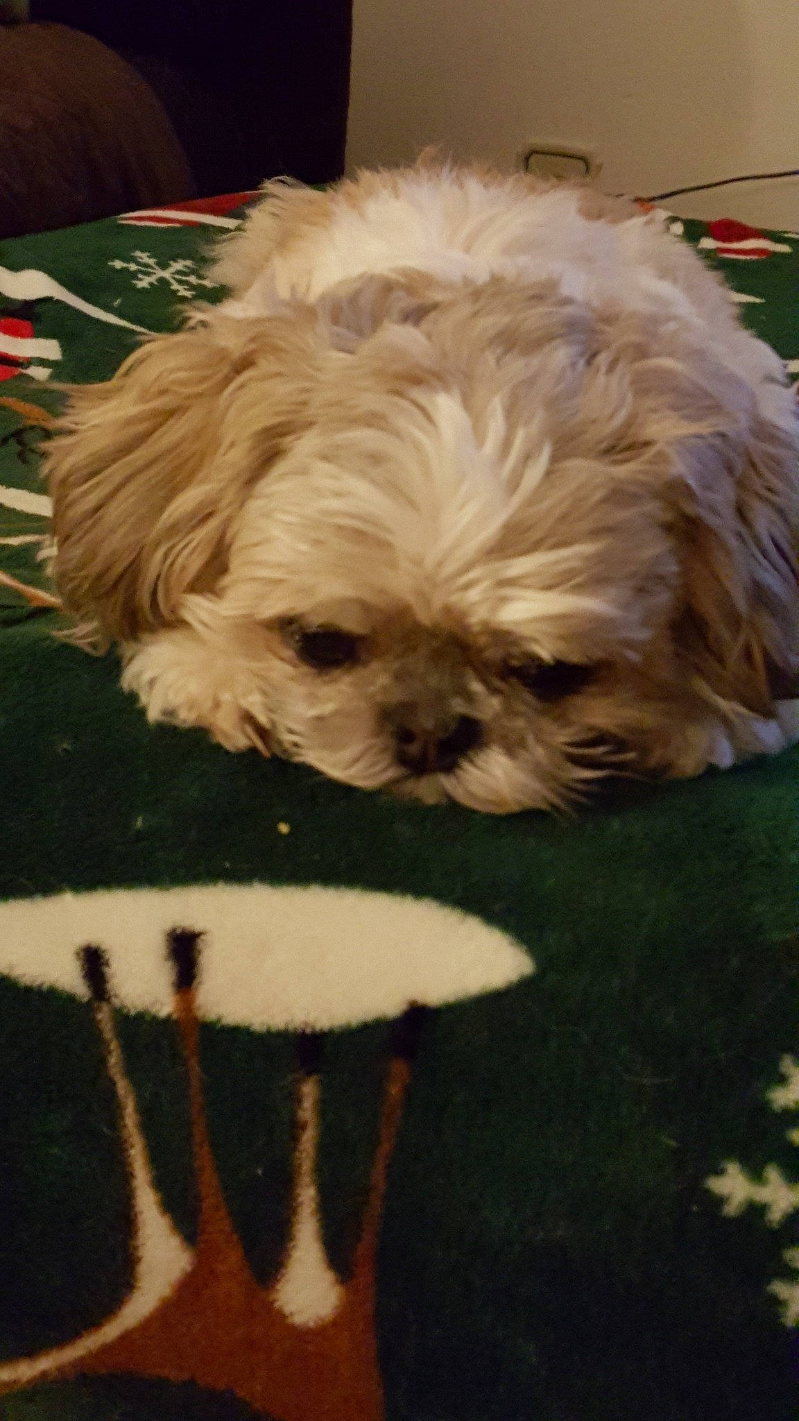 Budrow is registered to the contest to win money with this photo: bolonka, canidae, carnivore, chinese_imperial_dog, companion_dog, dog, dog_breed, lhasa_apso, lowchen, maltepoo, mammal, morkie, pekapoo, poodle_crossbreed, puppy, shih_poo, shih_tzu, snout, toy_dog, vertebrate