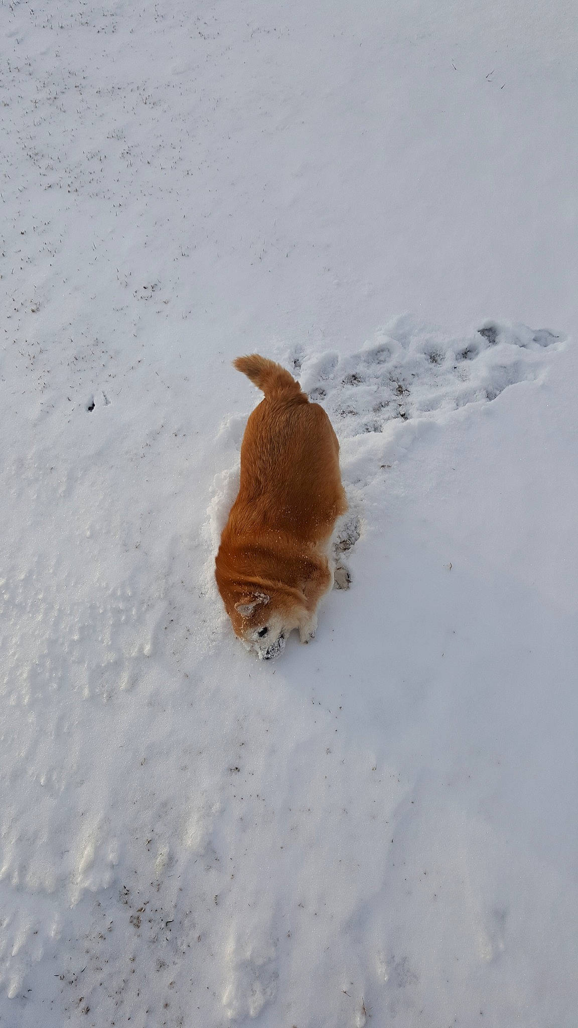 Murmur is registered to the contest to win money with this photo: canidae, carnivore, dog, dog_breed, fawn, freezing, nova_scotia_duck_tolling_retriever, snow, sporting_group, tail, winter