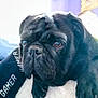 Dante joined the competition — help win amazing prizes! animal, black_dog, blanket, close_up, cute, dog, eyes, face, fur, furniture, home, indoor, paws, pet, portrait, pug, relaxed, resting, soft_light, wrinkles