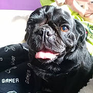 Dante joined the competition — help win amazing prizes! black_fur, black_pug, child, close_up, cozy, cute, dog, face, gamer_text, happy, indoor, lap, pants, peace_sign, person, pet, purple_wall, smiling, tongue_out, white_background