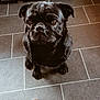 Dante is registered to the contest to win money with this photo: adorable, animal, black_dog, canine, companion, cute, dog, domestic, ears, eyes, face, floor, indoor, looking_up, pet, pug, sitting, small_dog, tile_floor, waiting