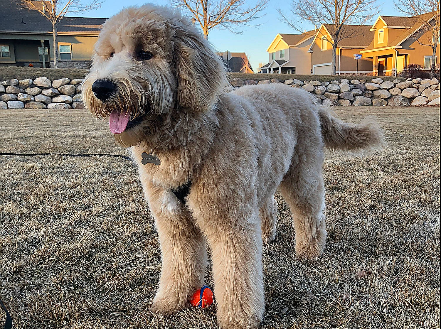 Bunker is registered to the contest to win money with this photo: ancient_dog_breeds, briquet_griffon_vendeen, canidae, carnivore, catalan_sheepdog, companion_dog, dog, dog_breed, goldendoodle, irish_soft_coated_wheaten_terrier, labradoodle, mammal, otterhound, rare_breed_dog, romanian_mioritic_shepherd_dog, sapsali, spinone_italiano, sporting_group, terrier, vertebrate