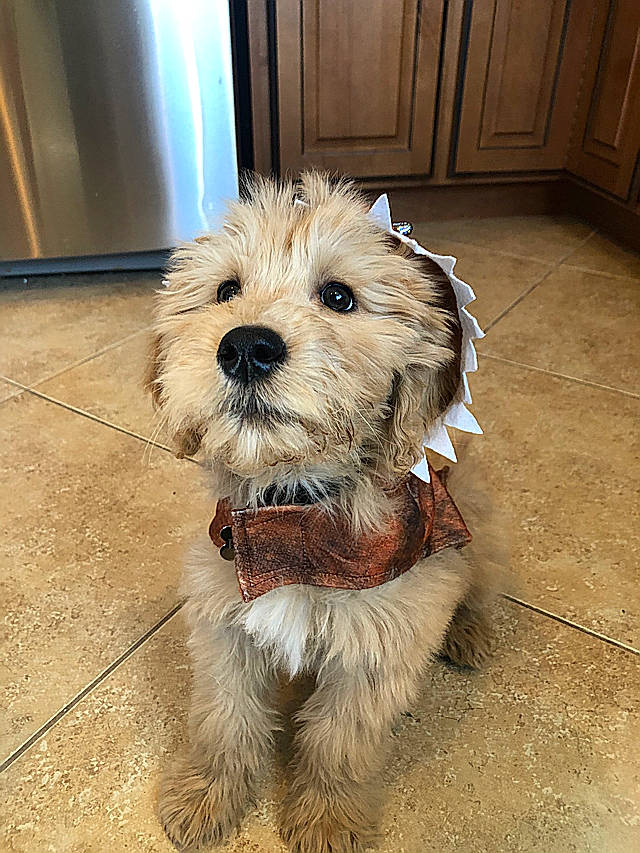 Bunker joined the competition — help win amazing prizes! cairn_terrier, canidae, carnivore, companion_dog, dog, dog_breed, dutch_smoushond, glen_of_imaal_terrier, maltepoo, mammal, morkie, norfolk_terrier, poodle_crossbreed, puppy, schnoodle, small_terrier, snout, sporting_lucas_terrier, terrier, vertebrate