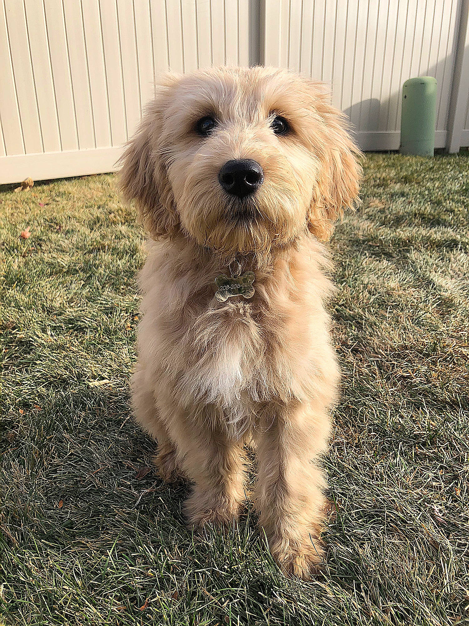 Bunker joined the competition — help win amazing prizes! bosnian_coarse_haired_hound, briquet_griffon_vendeen, canidae, carnivore, cockapoo, companion_dog, dog, dog_breed, dutch_smoushond, glen_of_imaal_terrier, mammal, morkie, norfolk_terrier, poodle_crossbreed, puppy, schnoodle, sporting_group, sporting_lucas_terrier, terrier, vertebrate