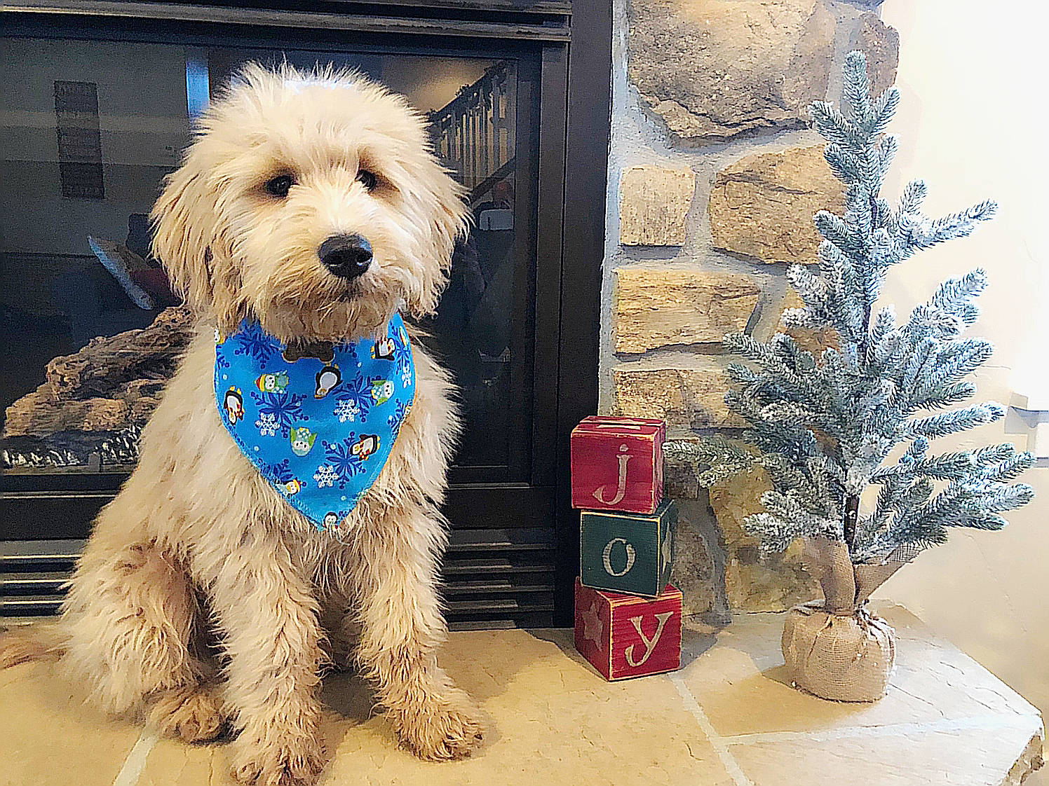 Bunker joined the competition — help win amazing prizes! canidae, carnivore, cockapoo, companion_dog, dog, dog_breed, dutch_smoushond, goldendoodle, irish_soft_coated_wheaten_terrier, labradoodle, mammal, morkie, poodle_crossbreed, puppy, rare_breed_dog, schnoodle, sporting_group, sporting_lucas_terrier, terrier, west_highland_white_terrier