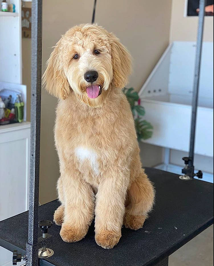 Bunker joined the competition — help win amazing prizes! basset_fauve_de_bretagne, briquet_griffon_vendeen, canidae, carnivore, cockapoo, companion_dog, dog, dog_breed, fawn, golden_retriever, goldendoodle, labradoodle, mammal, otterhound, poodle_crossbreed, puppy, rare_breed_dog, sapsali, sporting_group, vertebrate