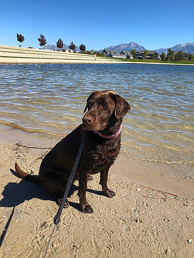 Saida joined the competition — help win amazing prizes! adventure, beach, borador, canidae, carnivore, chesapeake_bay_retriever, dog, dog_breed, dog_walking, flat_coated_retriever, hunting_dog, labrador_retriever, pointing_breed, retriever, sporting_group