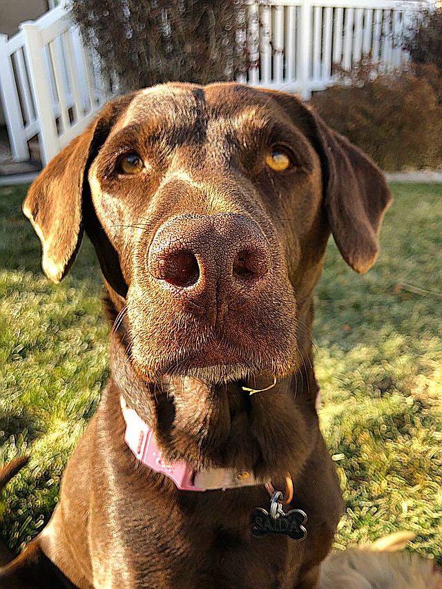 Saida joined the competition — help win amazing prizes! blue_lacy, canidae, carnivore, chesapeake_bay_retriever, dog, dog_breed, dog_collar, ear, hunting_dog, labrador_retriever, liver, mammal, nose, pointing_breed, retriever, snout, sporting_group, vertebrate, vizsla, weimaraner