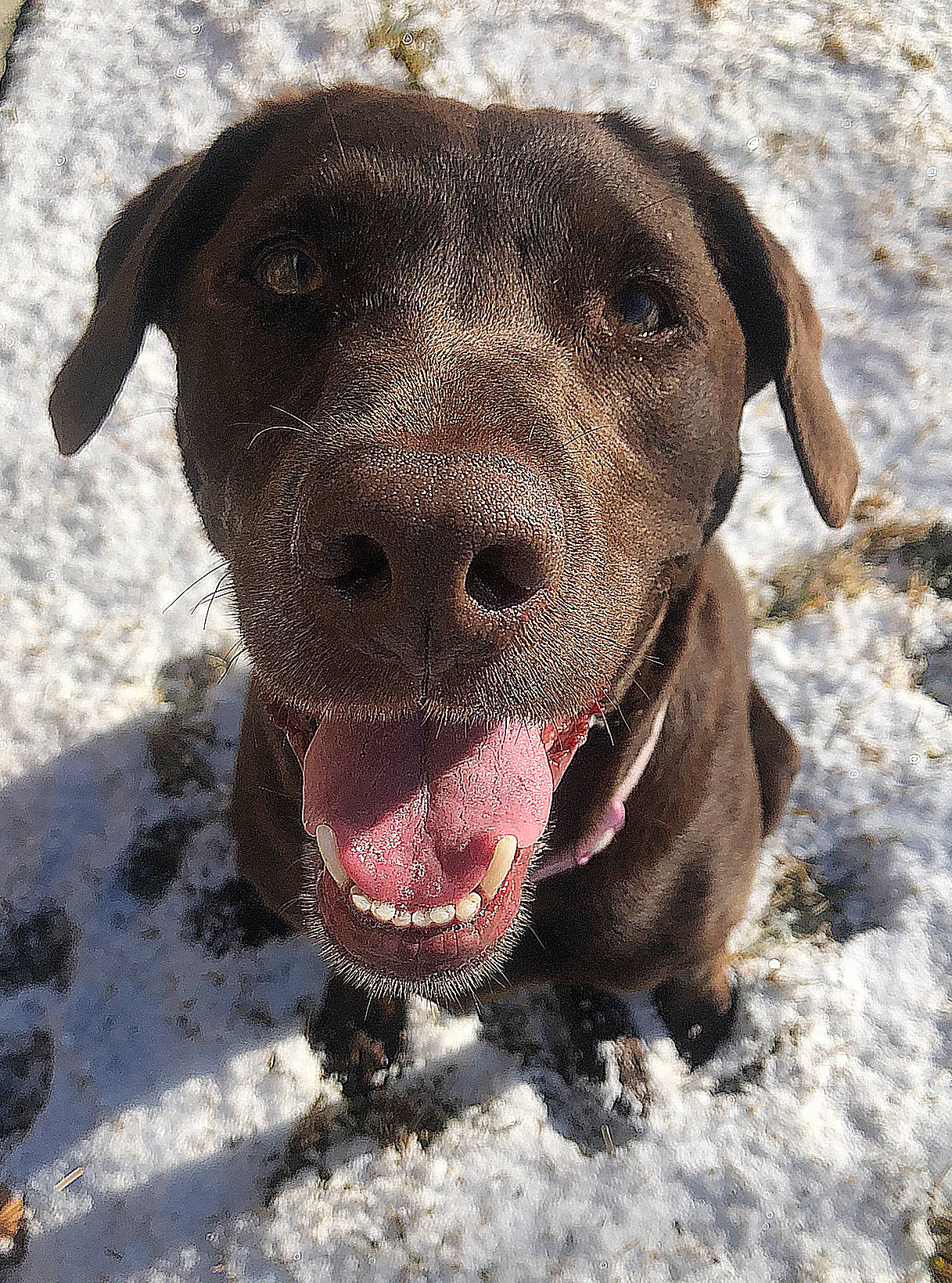 Saida is registered to the contest to win money with this photo: canidae, carnivore, chesapeake_bay_retriever, dog, dog_breed, fawn, hunting_dog, labrador_retriever, mammal, nose, pointing_breed, retriever, snout, sporting_group, weimaraner