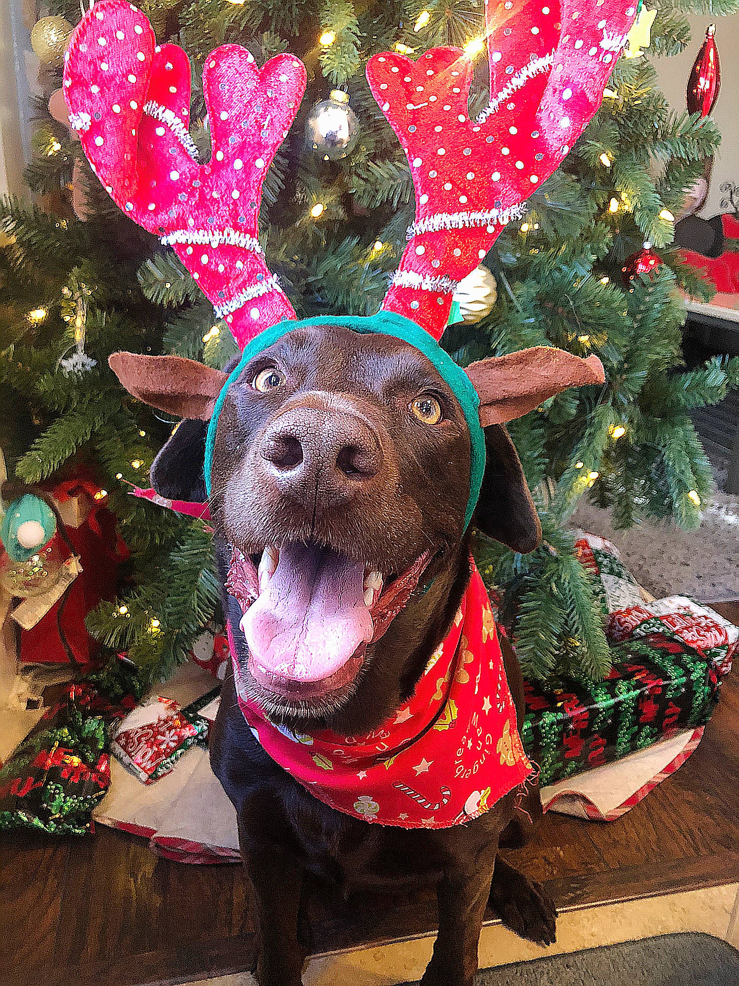 Saida joined the competition — help win amazing prizes! antler, canidae, carnivore, christmas, christmas_eve, christmas_ornament, christmas_tree, costume, dog, dog_breed, event, fawn, holiday, labrador_retriever, non_sporting_group, party_hat, pit_bull, sporting_group, tree, weimaraner