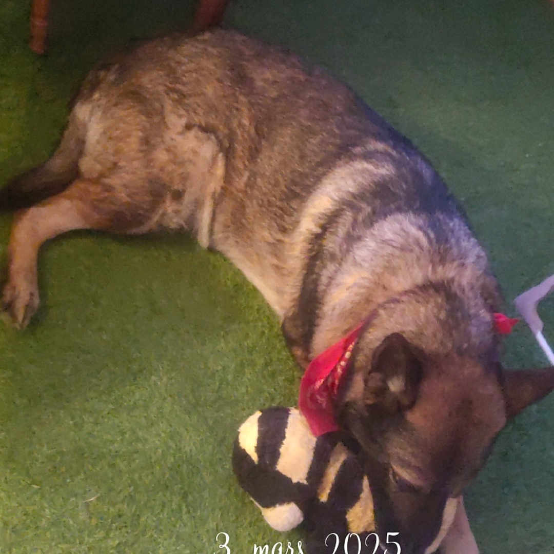 Lucky participe au concours pour gagner de l'argent avec cette photo : animal, ball, canine, cushion, dog, furniture, germanshepherd, grass, homedecor, husky, indoors, person, pet, plant, puppy, sleeping, sport, table, tennis, tennisball