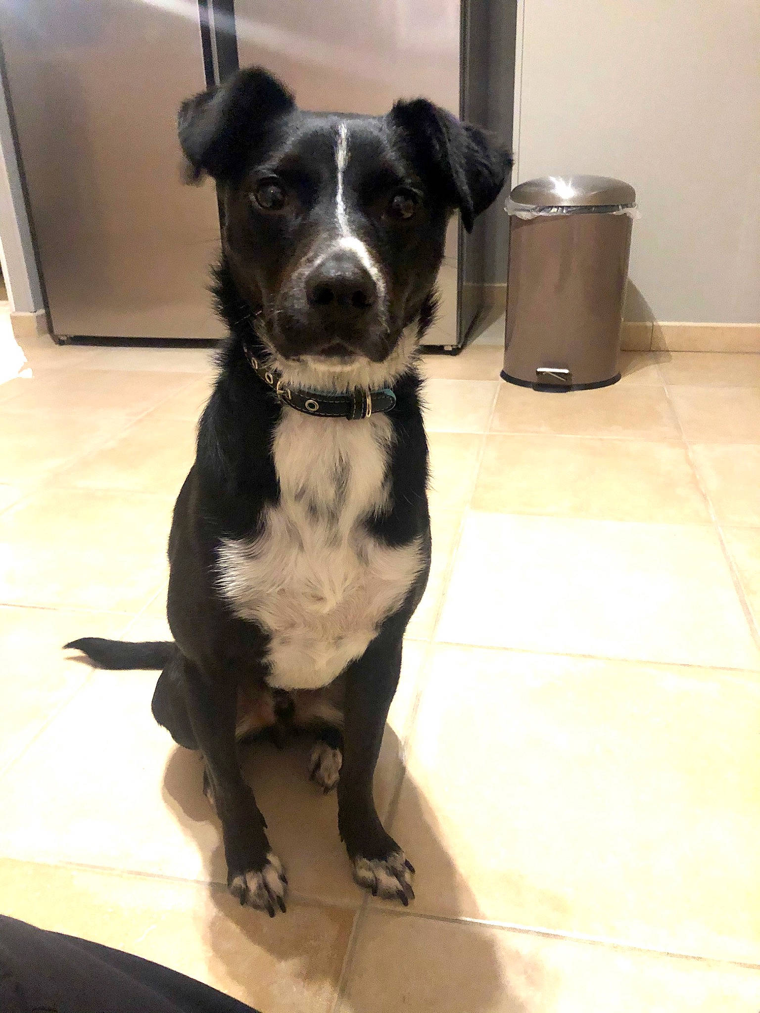 Oups a rejoint le concours — aidez-le/la à gagner de superbes lots ! american_pit_bull_terrier, borador, canidae, carnivore, companion_dog, dog, dog_breed, mammal, non_sporting_group, pit_bull, rare_breed_dog, snout, sporting_group, staffordshire_bull_terrier, vertebrate