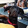 backyard, black_dog, bowl, chair, collar, curious, dog, drinks, furniture, glass_table, legs, outdoor, patio, person, pet, red_collar, relaxing, snacks, summer, tray